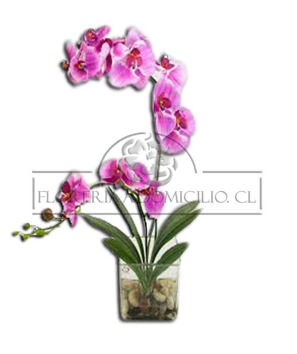 Orquidea en Florero